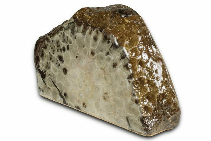 Free-Standing, Petoskey Stone (Fossil Coral) Section - Michigan #356996